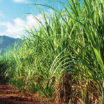 Sugar-Cane