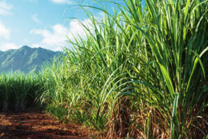 Sugar-Cane